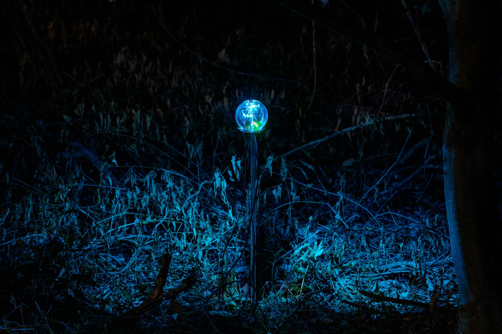 Botanical Intelligence — single device glowing in undergrowth
