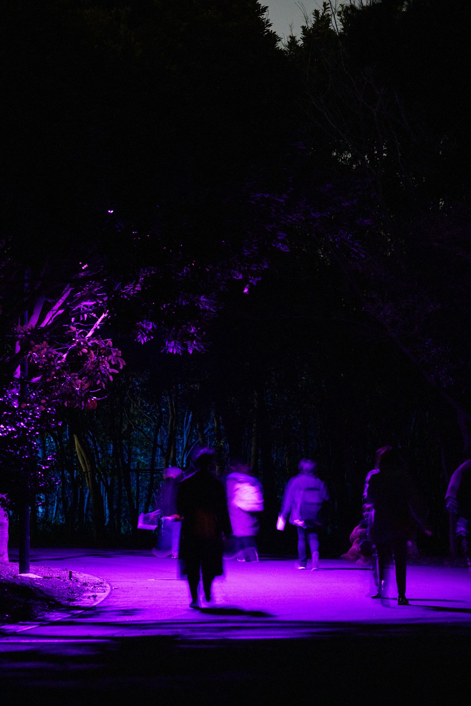 Parallel Forests — visitors in purple light