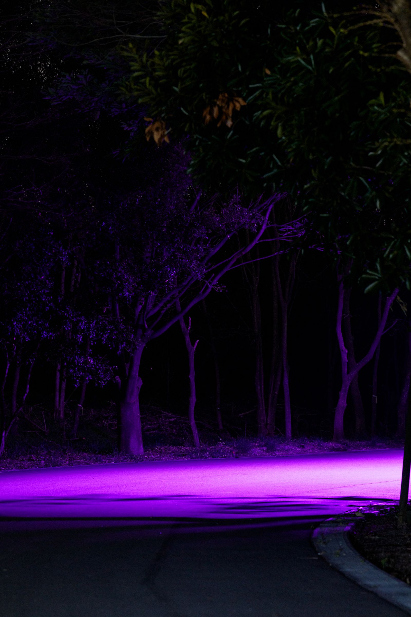 Parallel Forests — purple-lit trees