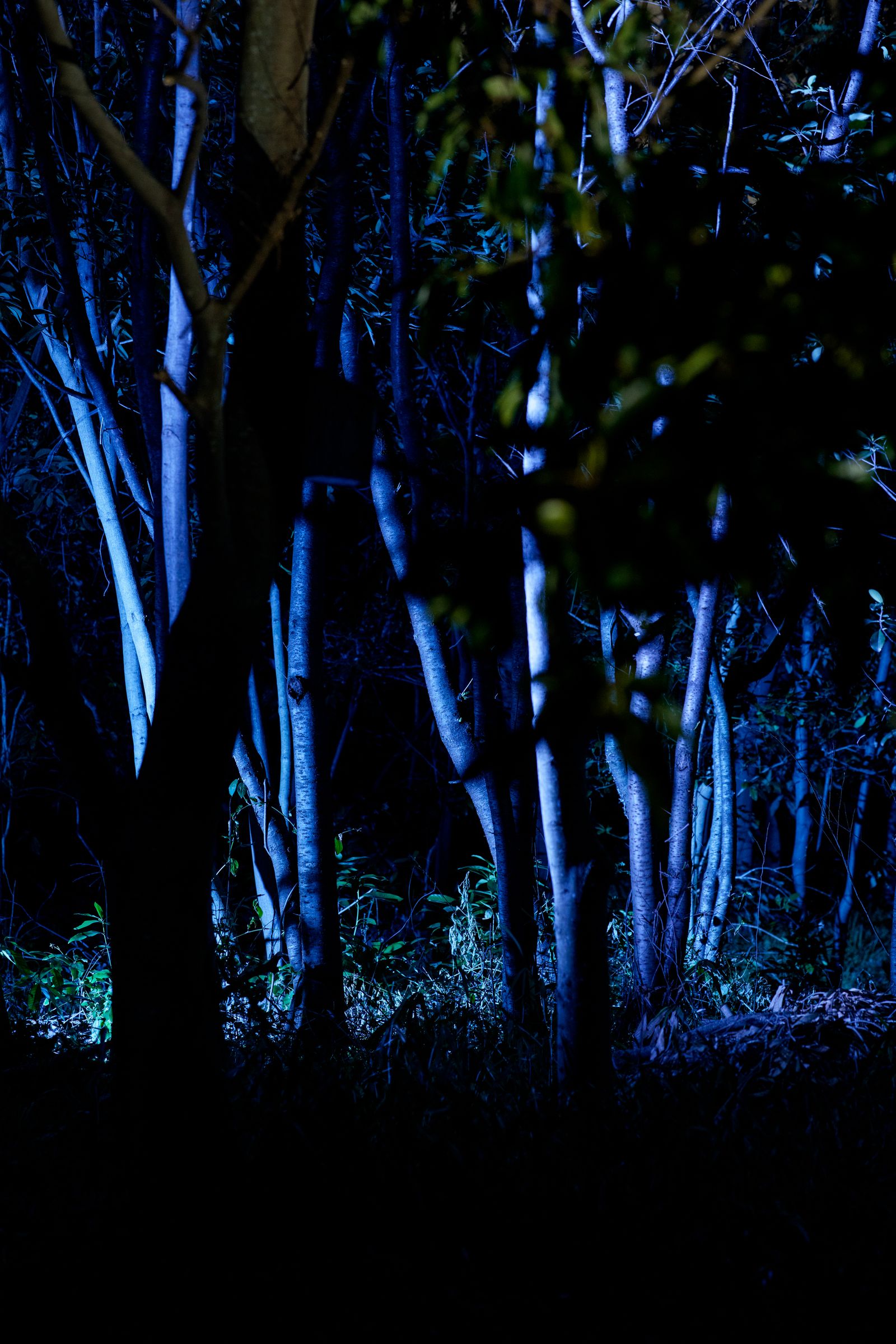 Parallel Forests — blue-lit forest trunks