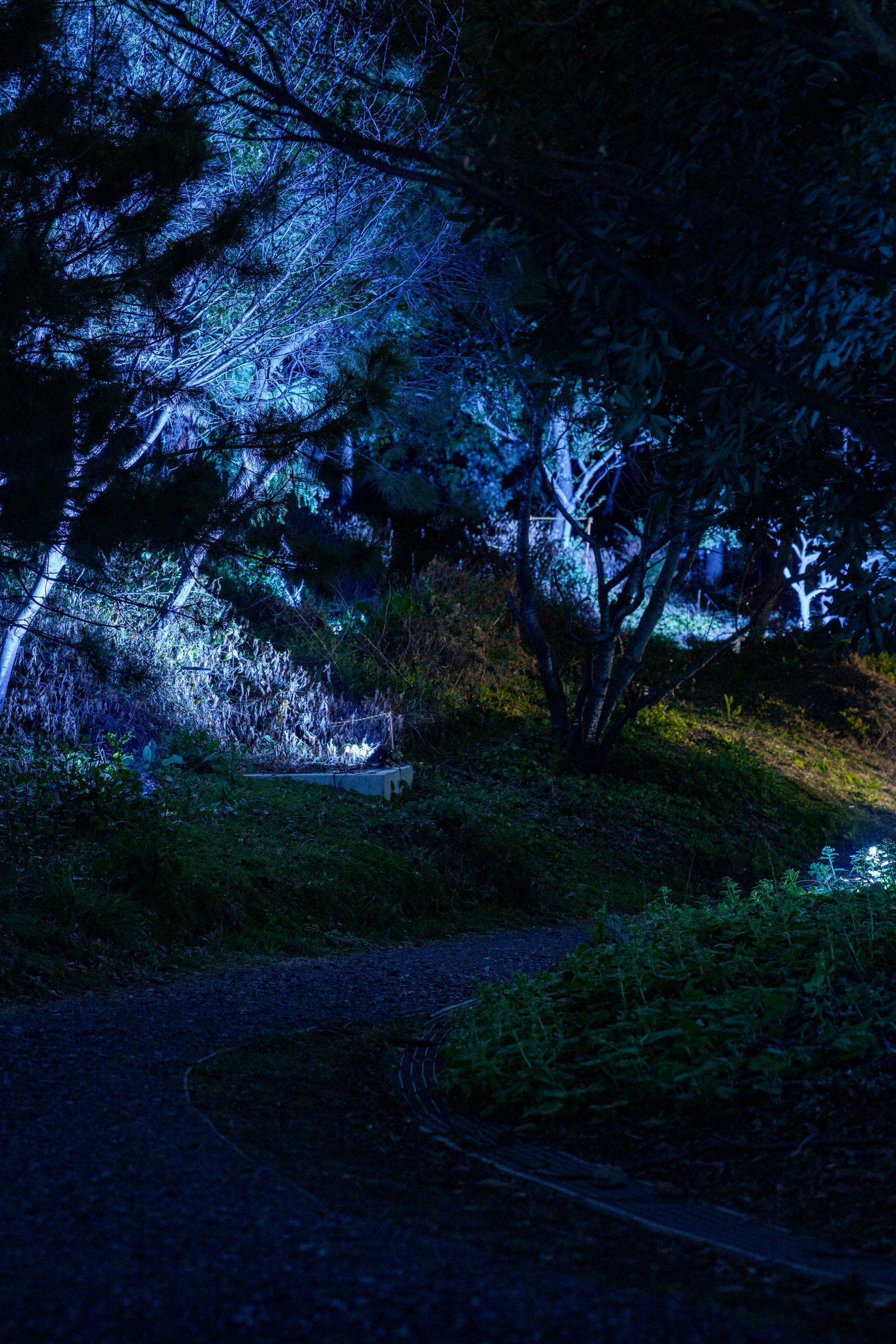 Parallel Forests — blue-lit forest path