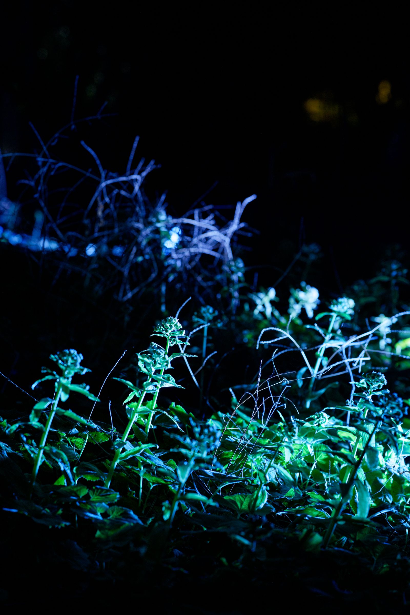 Parallel Forests — illuminated plants close-up
