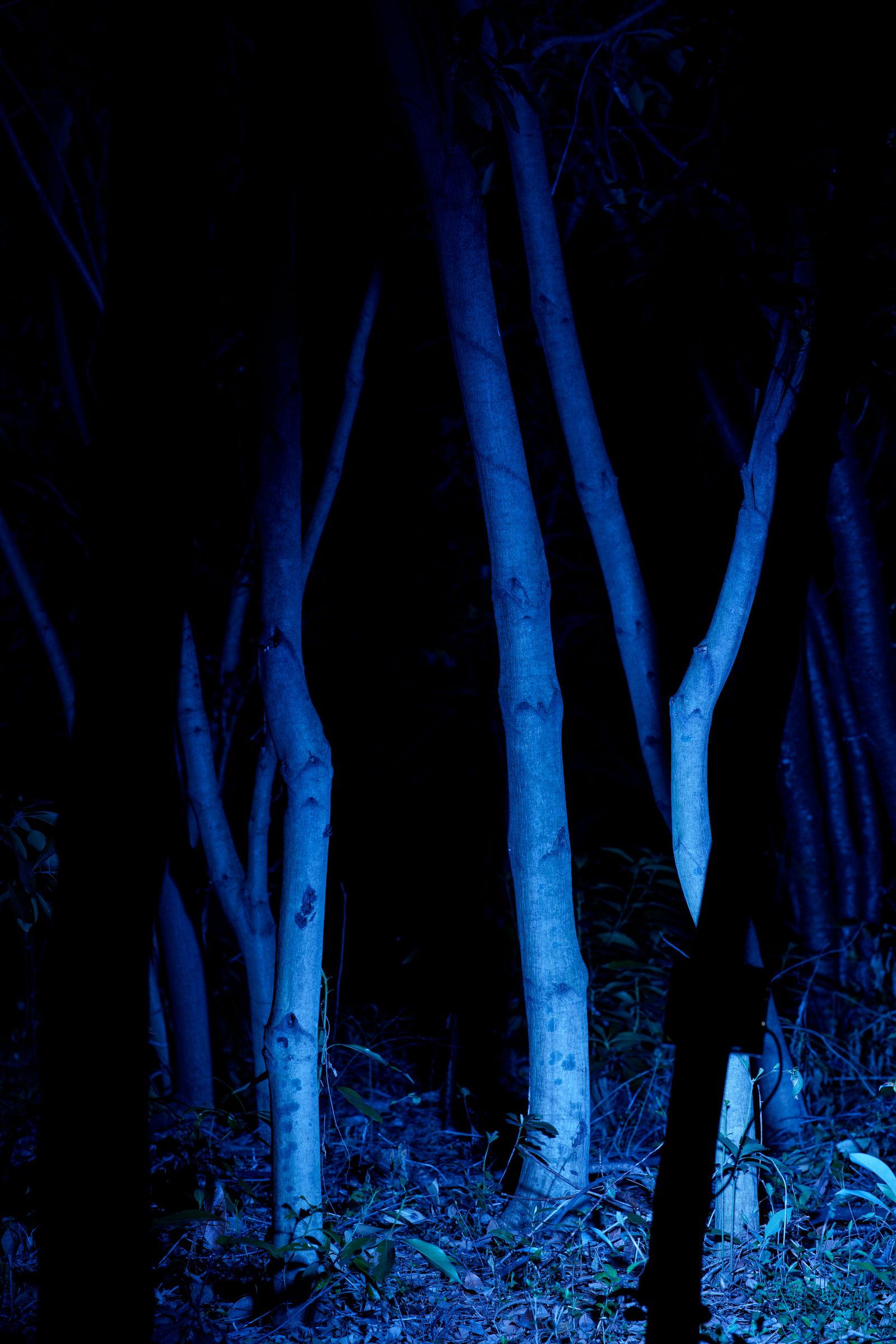 Parallel Forests — blue tree trunks in darkness