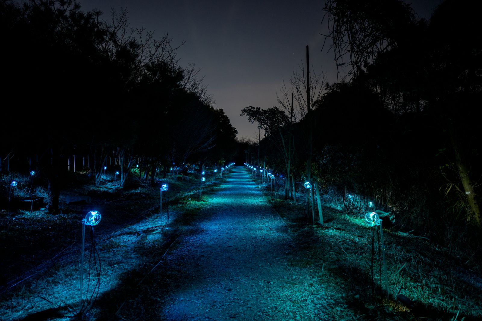 Parallel Forests — BI devices lining forest path at night