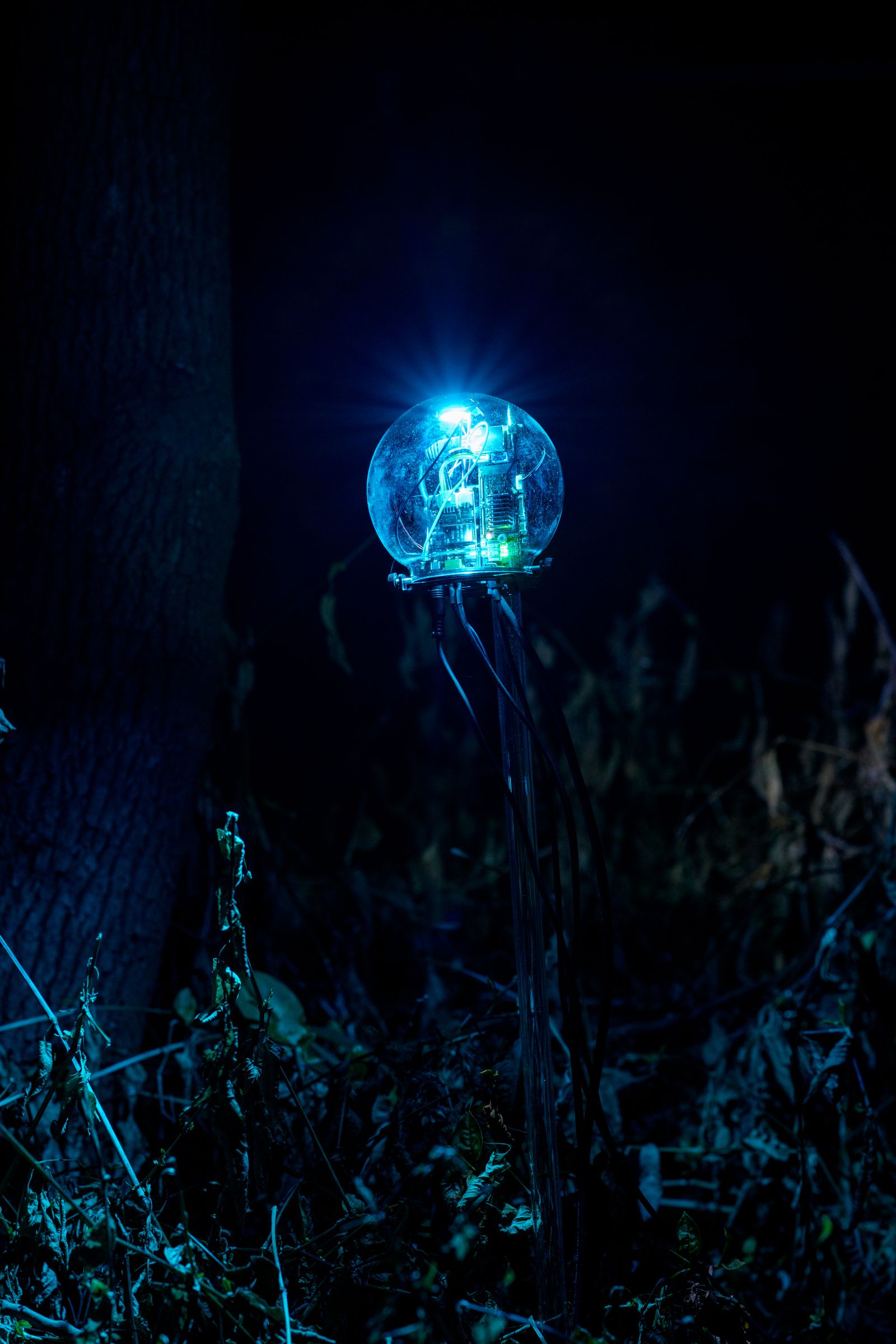 Parallel Forests — single BI device glowing by tree