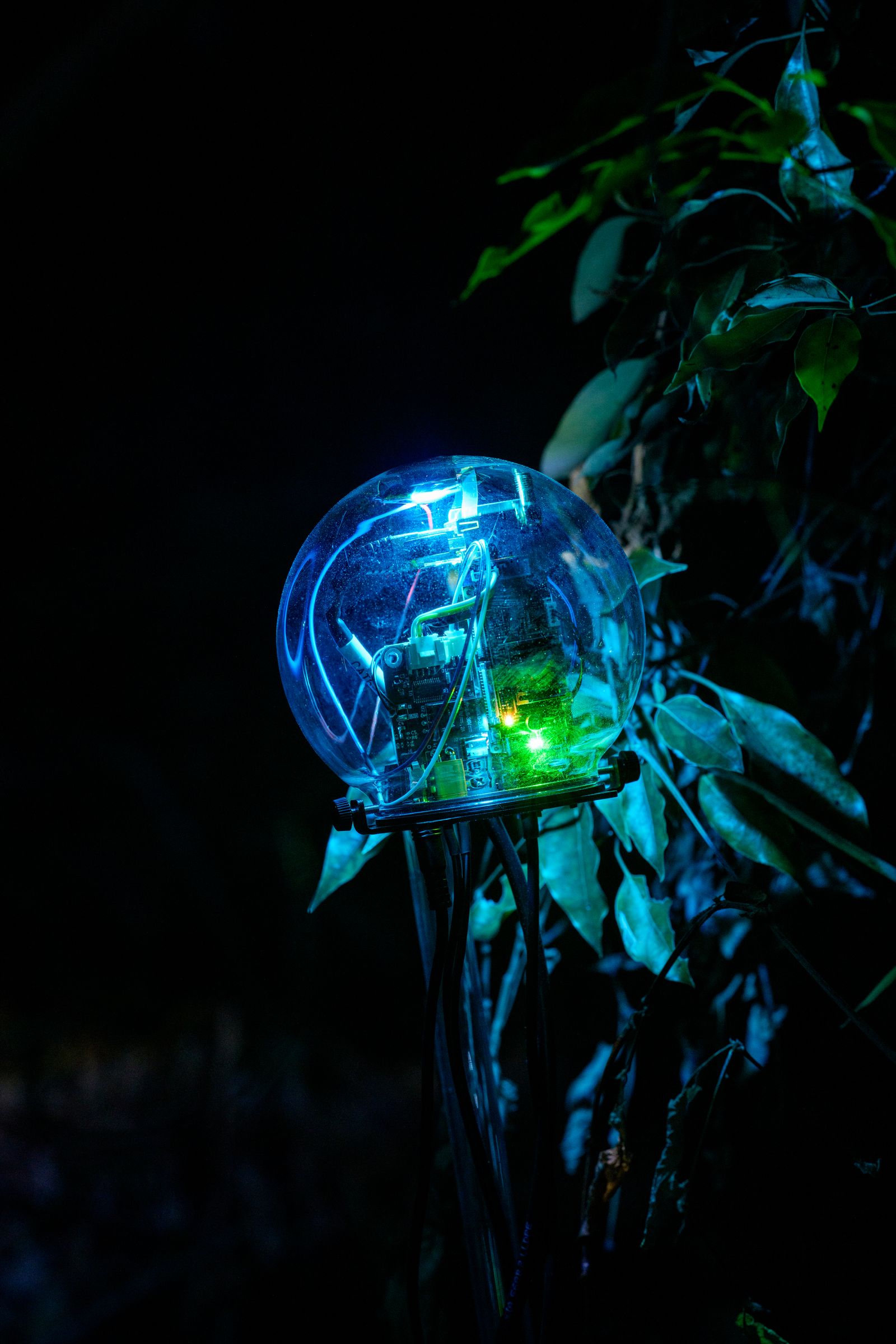 Parallel Forests — BI device close-up with leaves