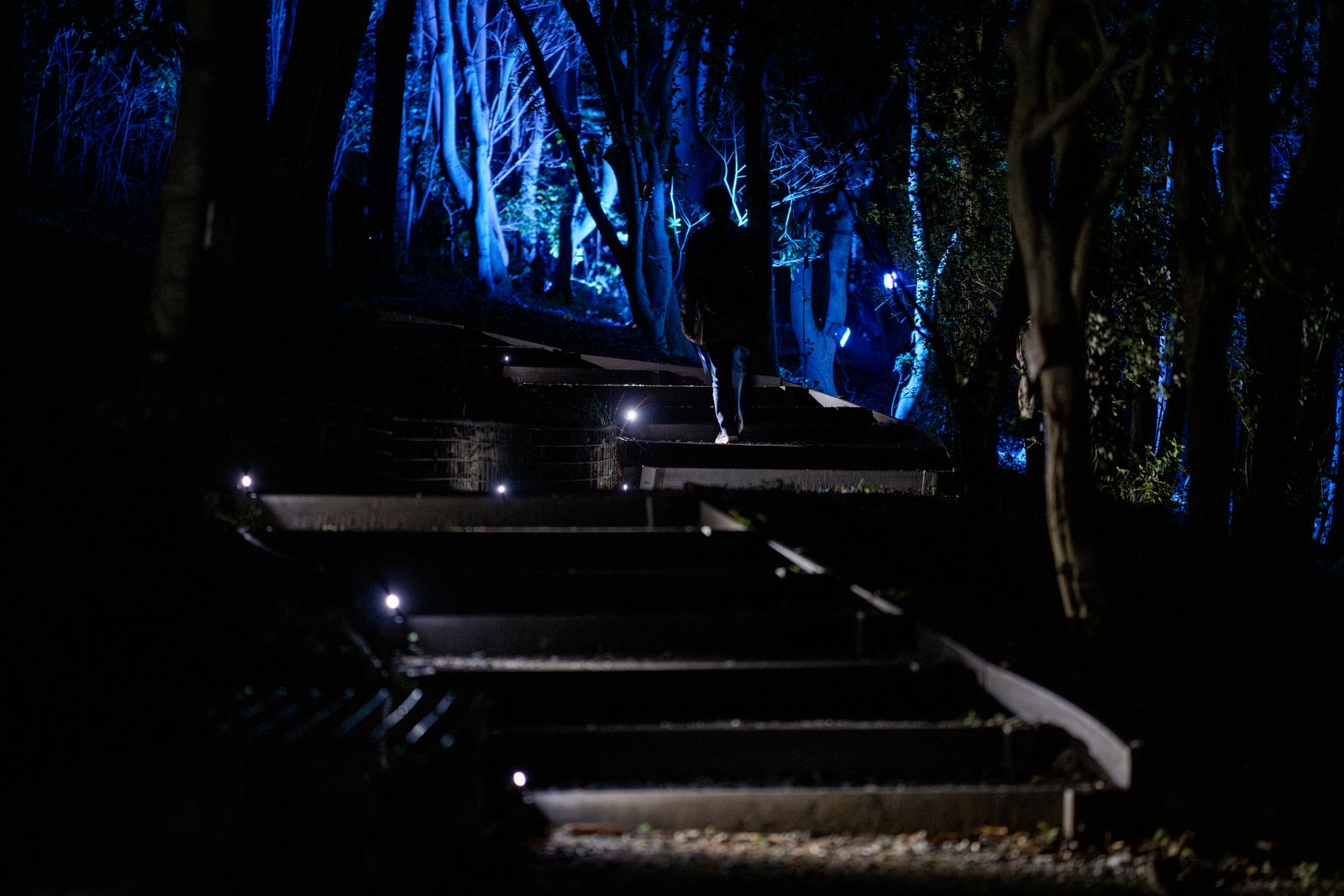 Parallel Forests — visitor ascending illuminated steps in forest