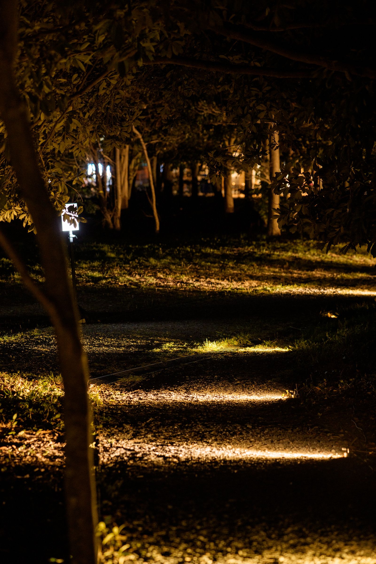 Parallel Forests — warm-lit forest steps