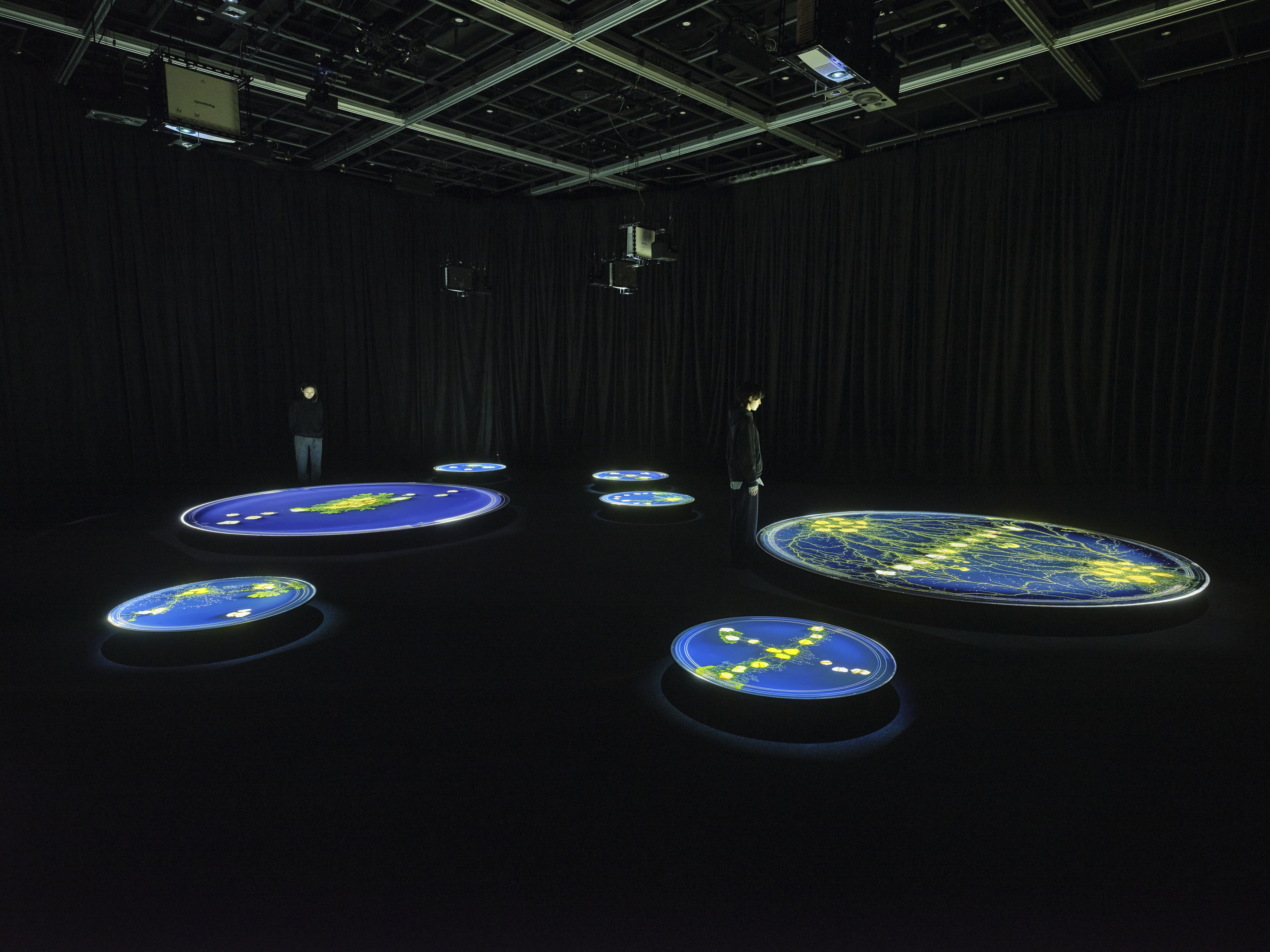 Slime Mold Traversed the Flesh — installation view