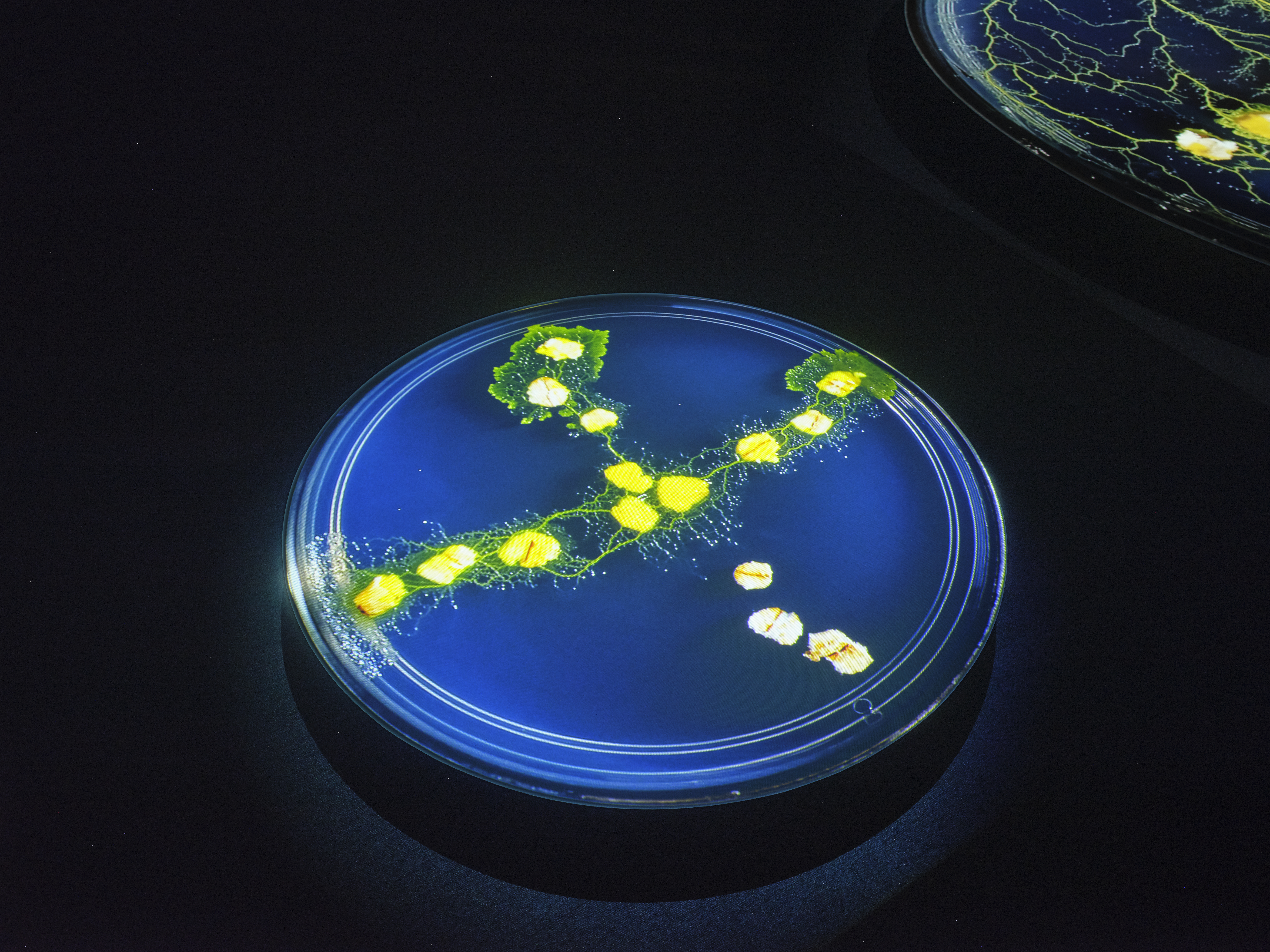 Slime Mold Traversed the Flesh — installation detail