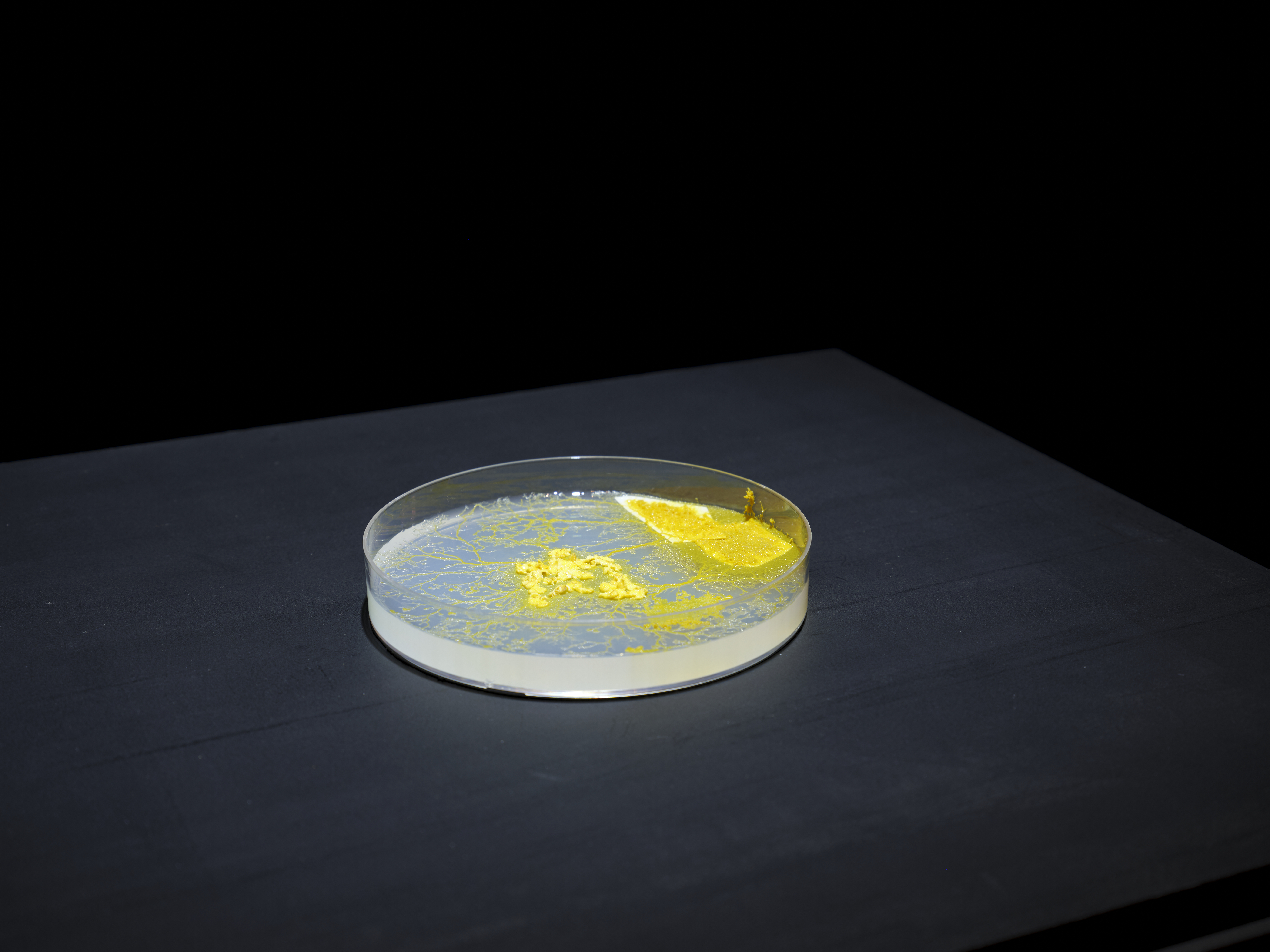 Slime Mold Traversed the Flesh — installation detail