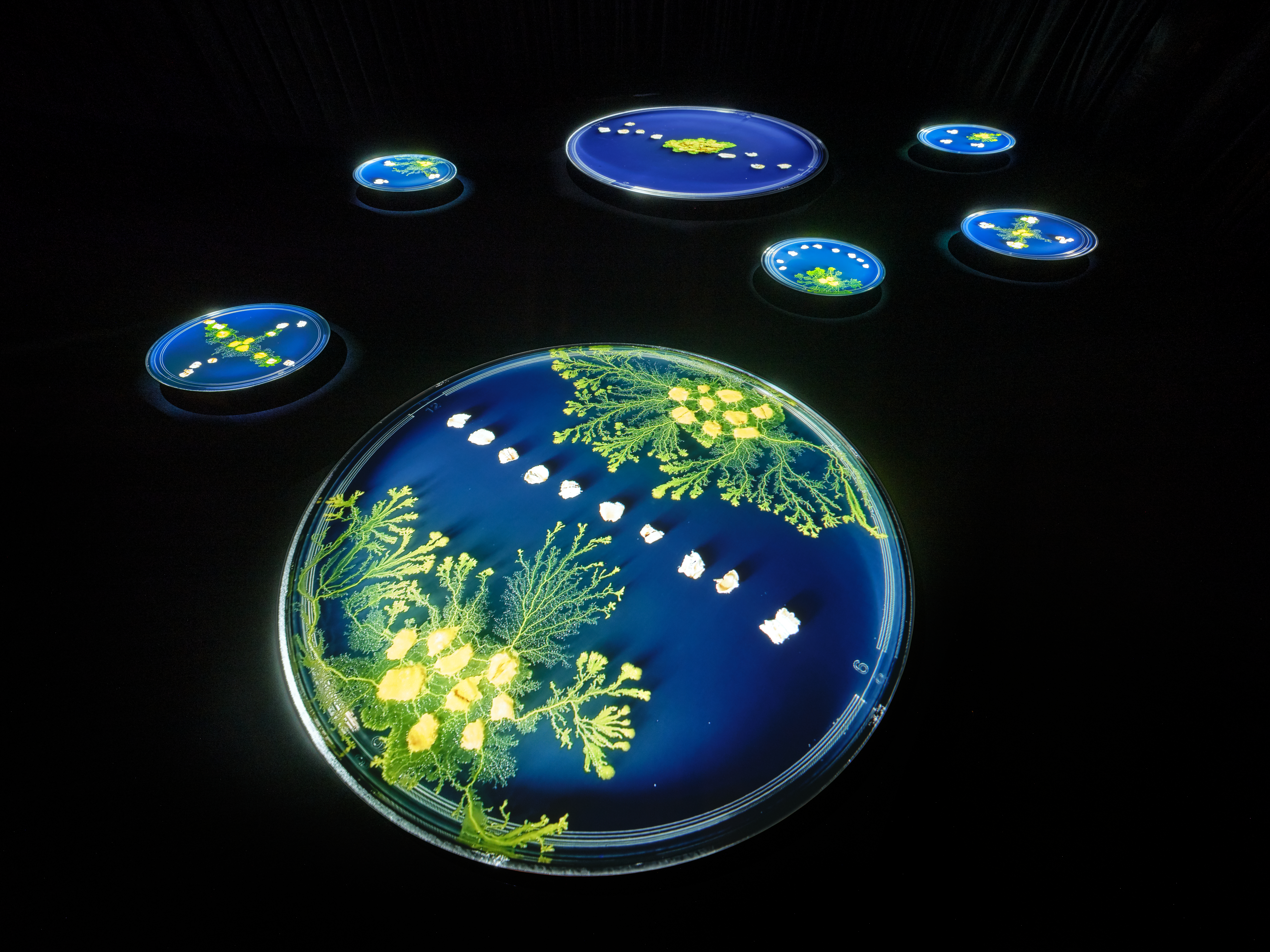 Slime Mold Traversed the Flesh